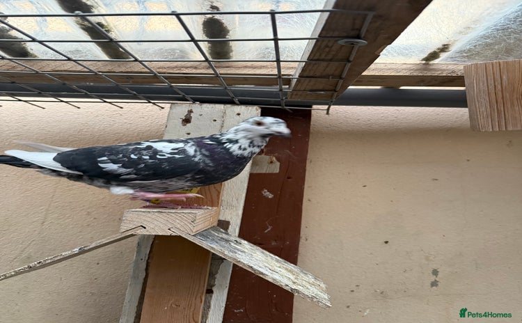 Pigeons birds - Advert 4