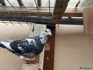 Pigeons birds - Advert 2