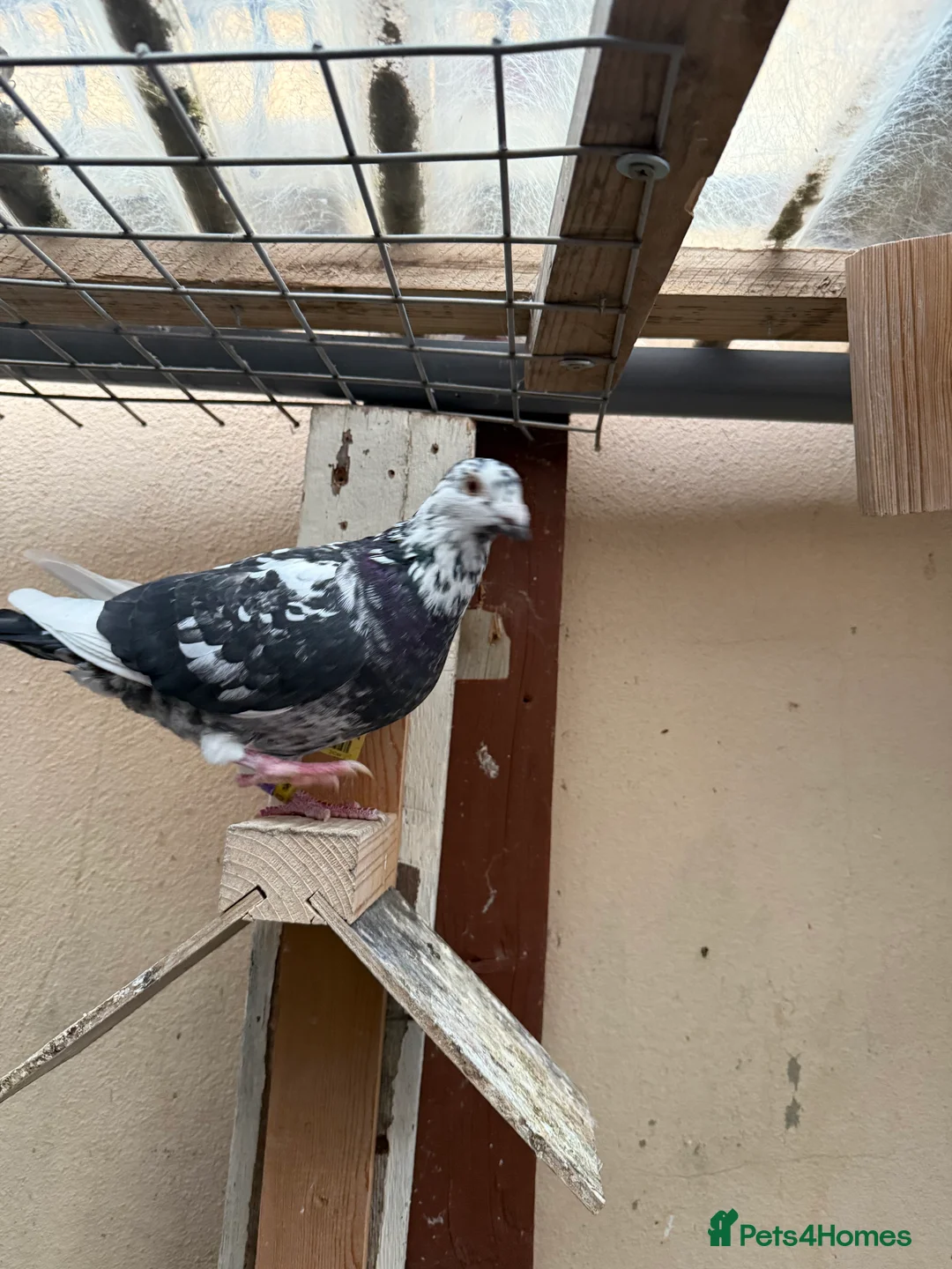 Pigeons birds for sale: Stock racing pigeon few left - Advert 2