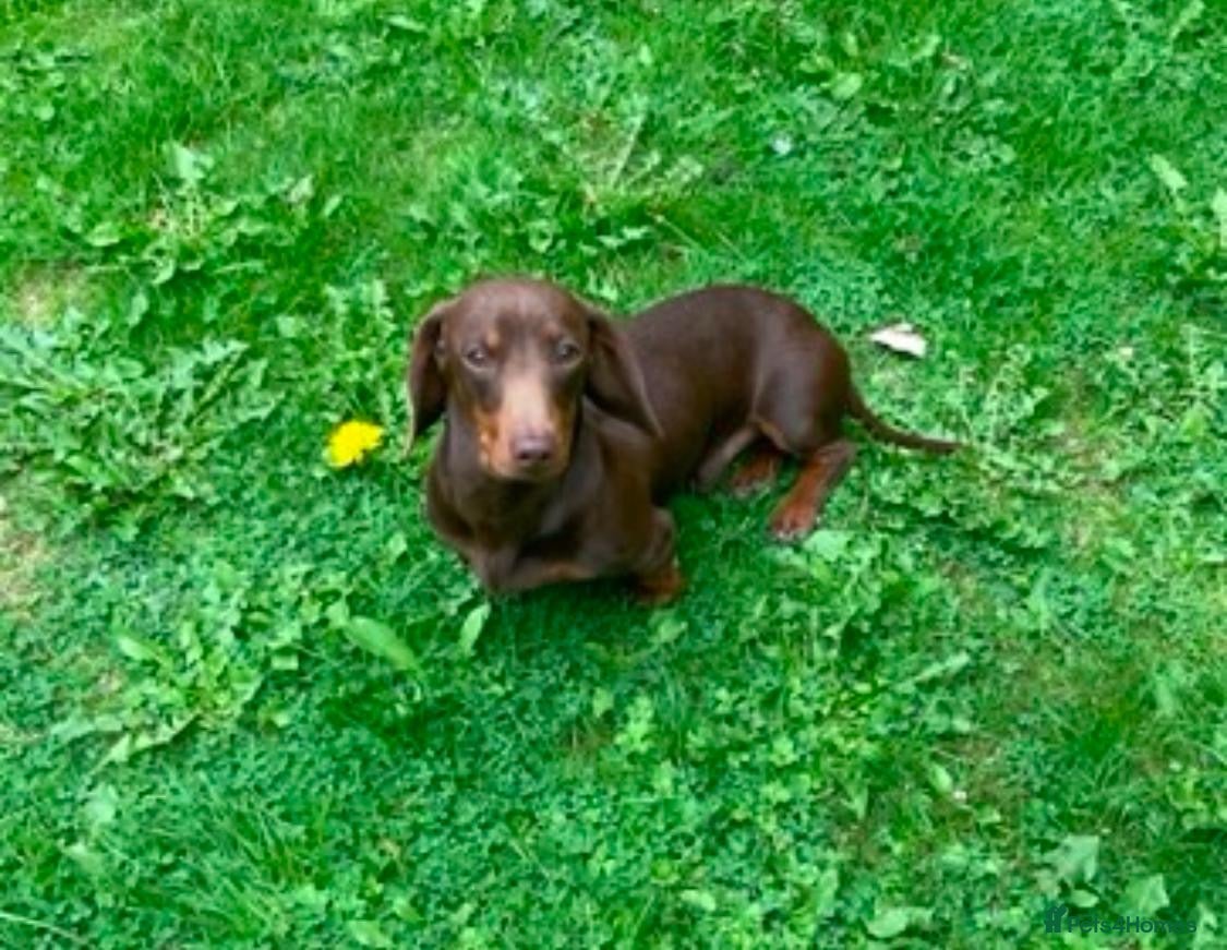 Miniature Dachshund dogs Miniature dachshund puppies  - Advert 2