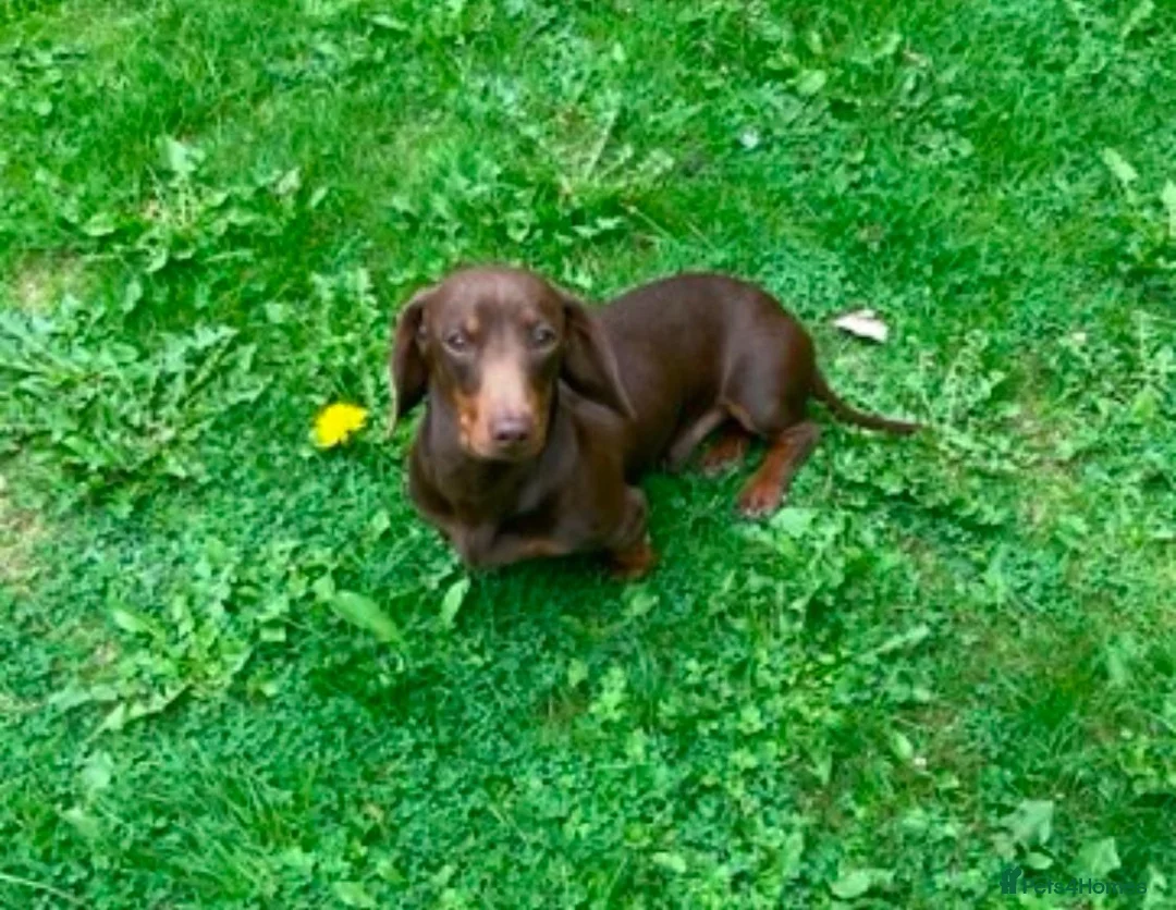 Miniature Dachshund dogs for sale: Miniature dachshund puppies  - Advert 2