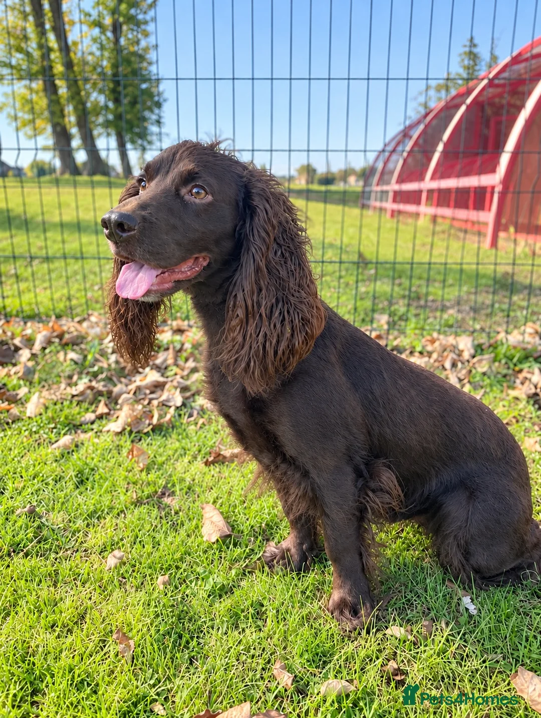 Cocker Spaniel dogs for stud: CHOCOLATE working cocker STUD - Advert 3