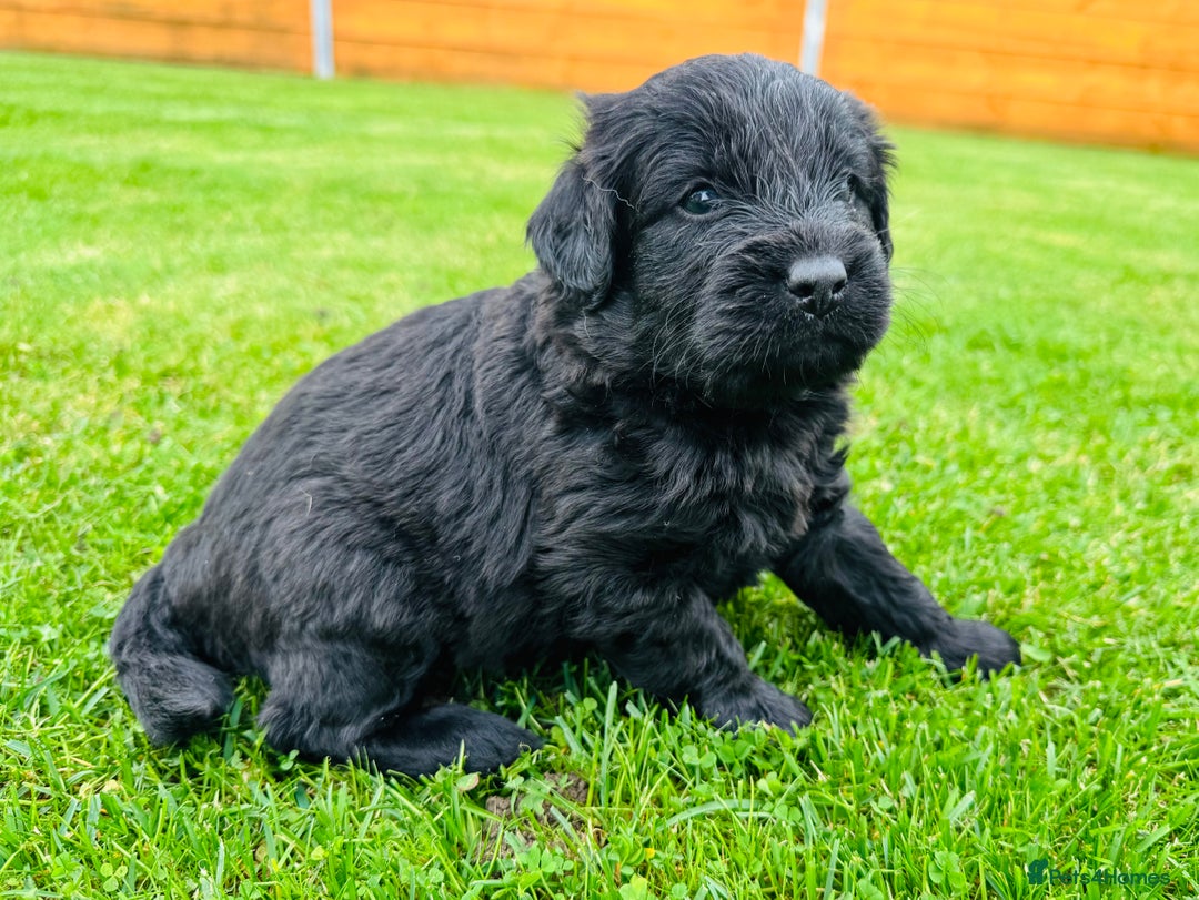 Labradoodle dogs for sale: Chunky Labradoodle Babies 🐾🐾🐾 - Image 7
