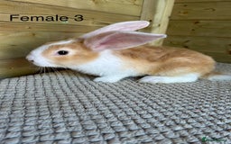 Continental Giant rabbits for sale: READY TO RESERVE - continental giant babies - Image 5