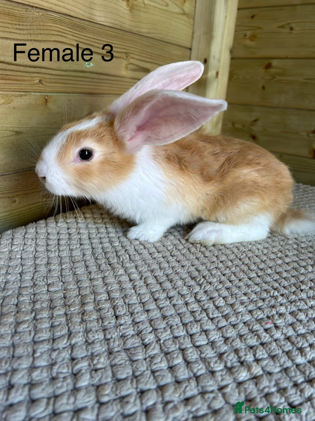 Continental Giant rabbits for sale: READY TO RESERVE - continental giant babies - Image 5