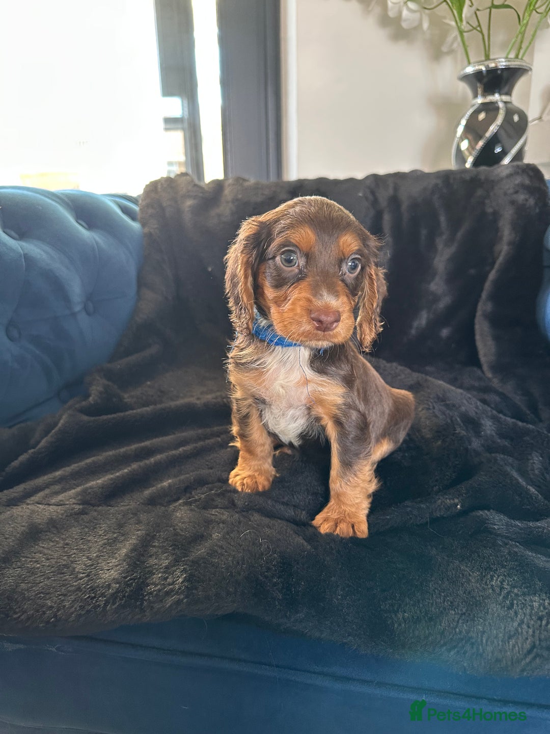 Cocker Spaniel dogs for sale: BEAUTIFUL LITTER OF TRICOLOURED COCKER SPANIELS  - Image 19