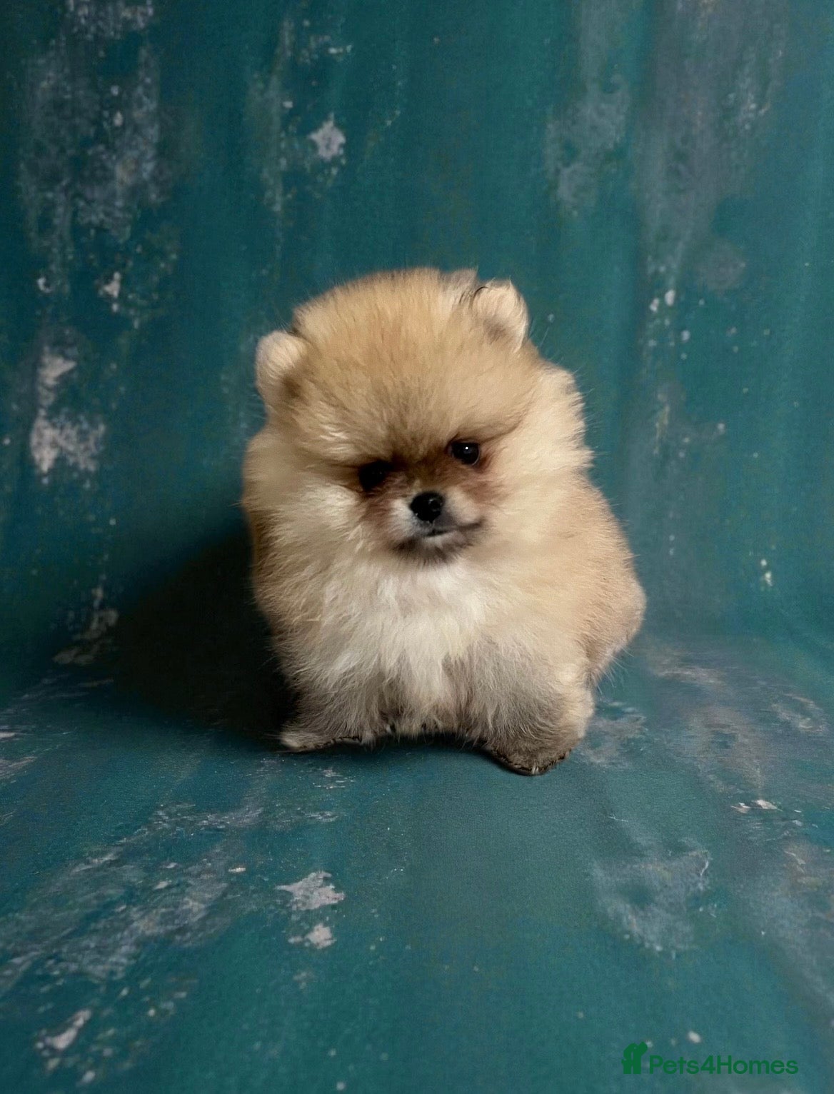 Pomeranian dogs Top Quality 🐻 Teddy Bears  - Advert 1