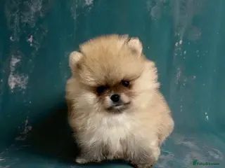 Pomeranian dogs Top Quality 🐻 Teddy Bears - Advert 5