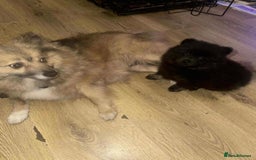 Pomeranian dogs for sale: Pomeranian puppy girl  - Image 2