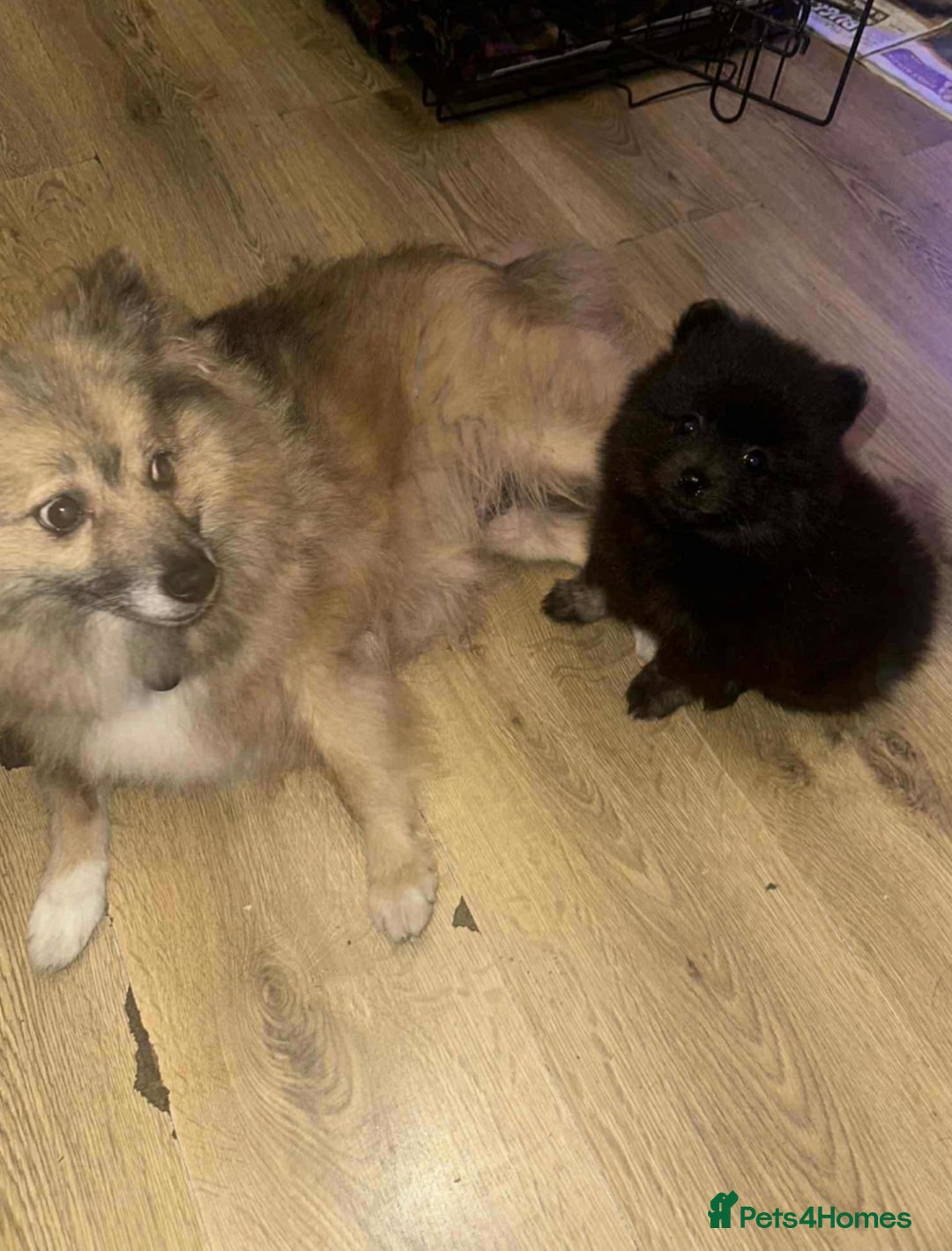 Pomeranian dogs for sale: Pomeranian puppy girl  - Image 2