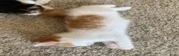 Mixed Breed cats for sale: Ready to go. Two girls and a boy Kuril bobtail mix - Advert 3