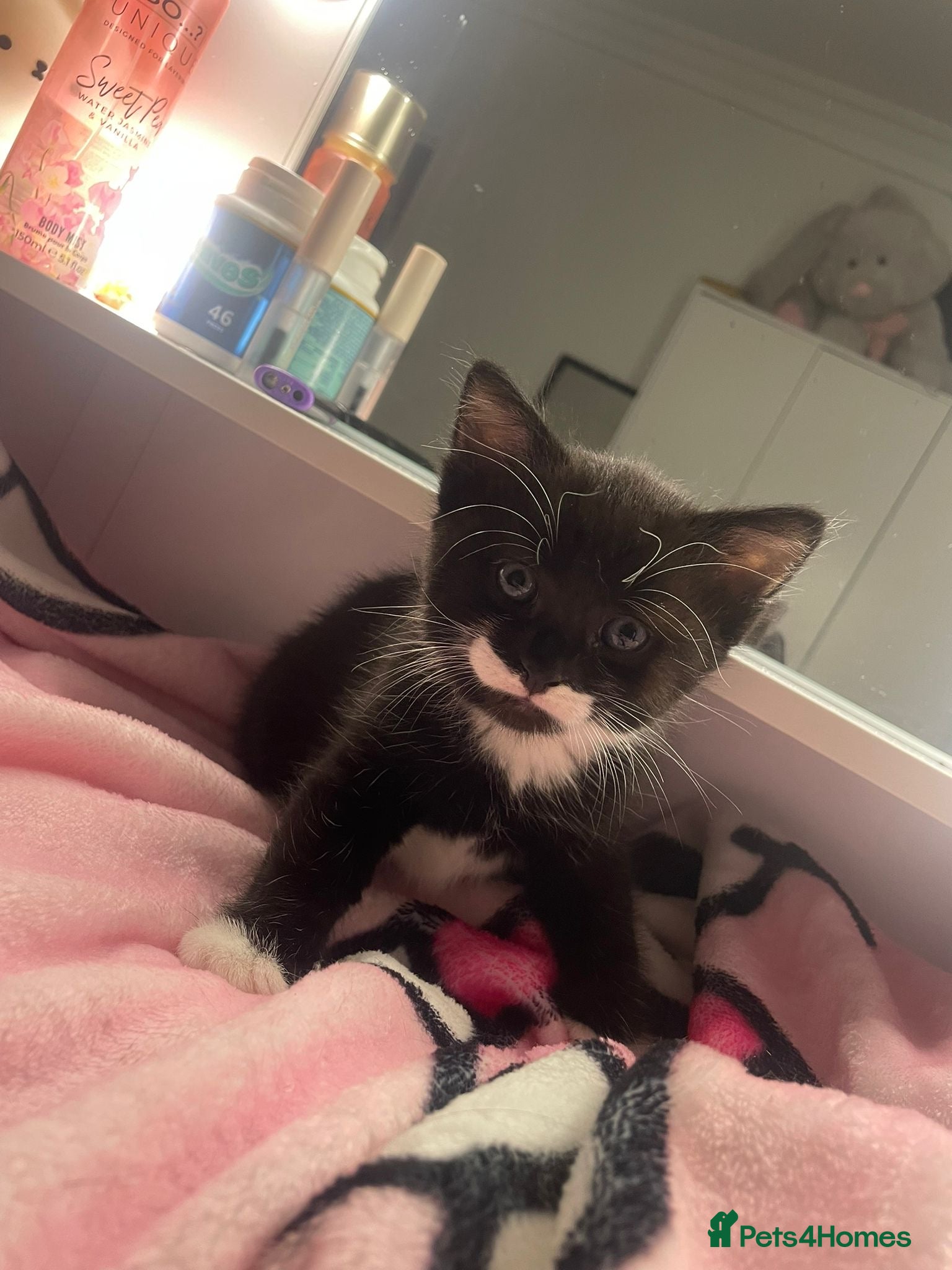 Domestic Shorthair cats Kitten - Advert 18