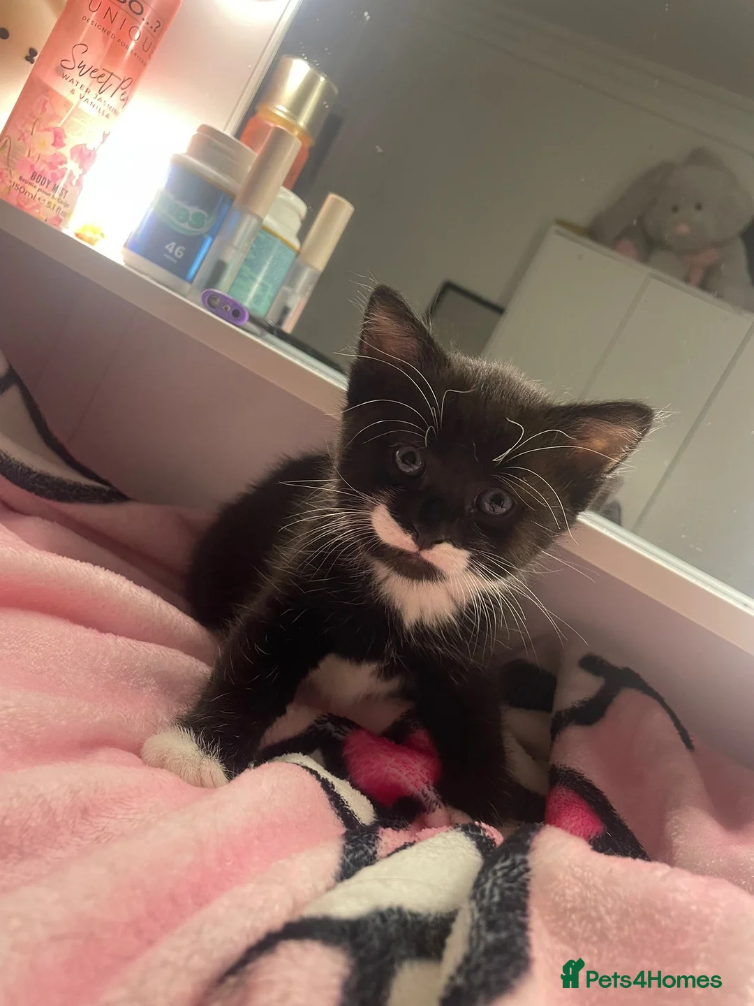 Domestic Shorthair cats for sale: Kitten - Advert 1