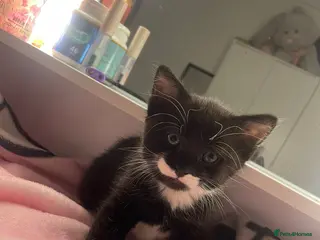 Domestic Shorthair cats Kitten - Advert 18