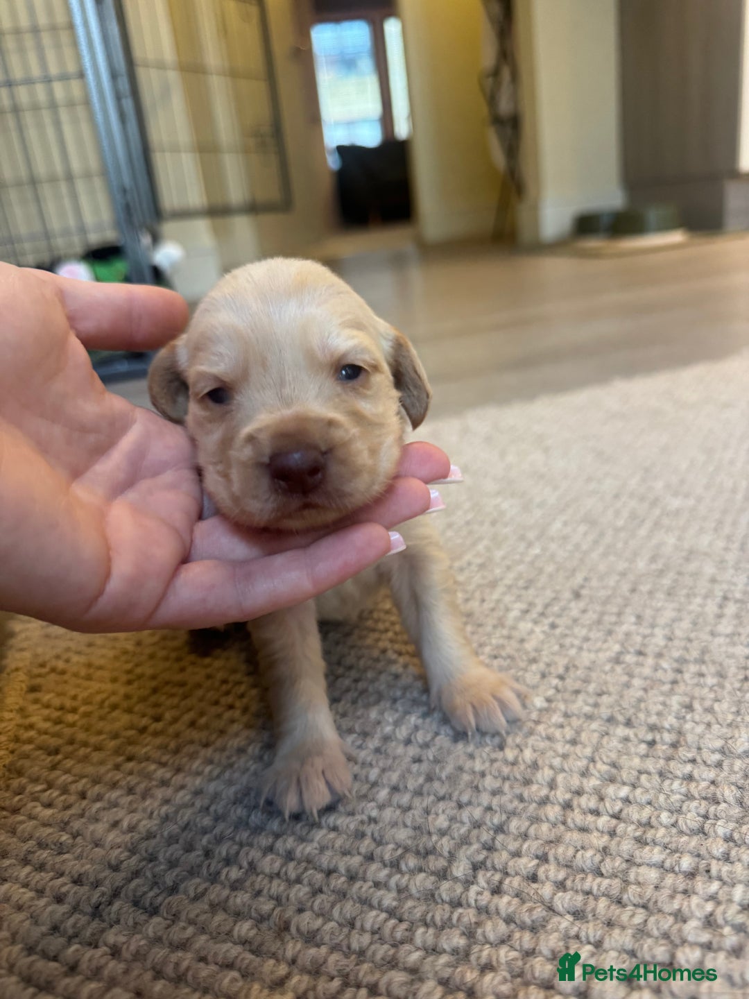 Cockerdor dogs for sale: Cockerdor/ Spanador Puppies. KC registered parents - Advert 22