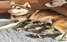 Pomsky dogs for sale: Beautiful husky marked Pomskies  - Image 16