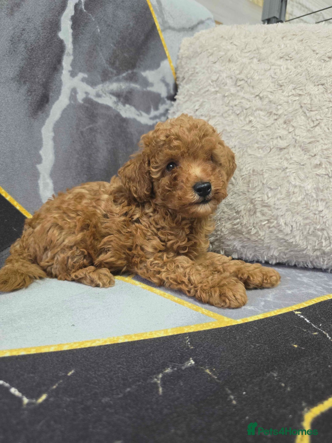 Toy Poodle dogs for sale: 3 Stuninngly cute red toy poodle puppies - Advert 8
