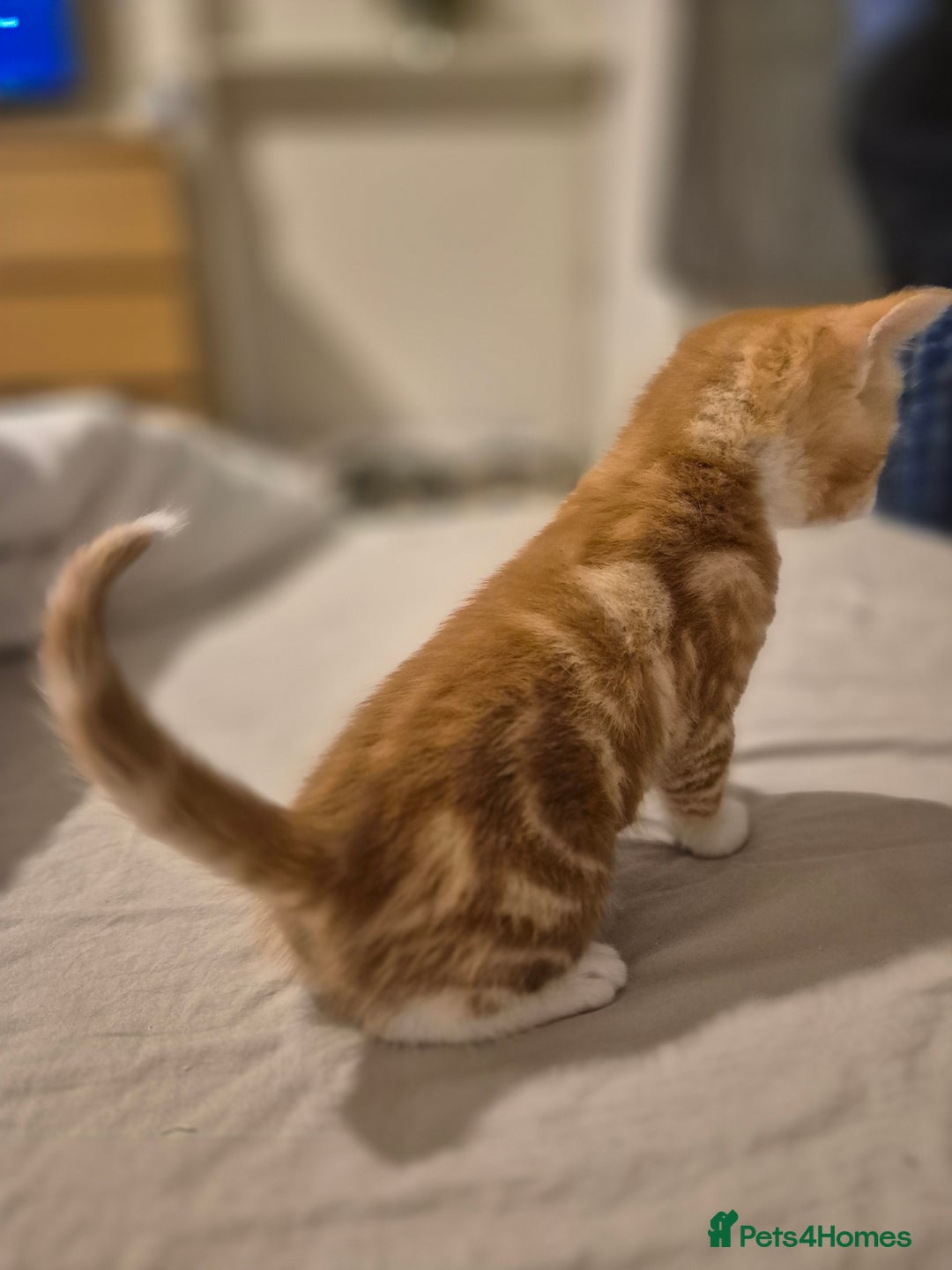 Domestic Shorthair cats for sale: 3 beautiful kittens - Advert 12