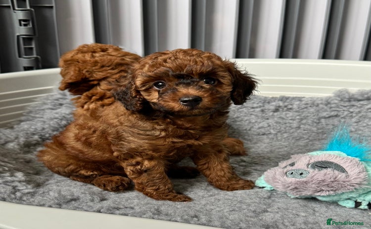 Toy Poodle dogs - Advert 1