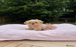 Shih Tzu dogs for sale: Stunning tiny imperial karashishi puppies - Image 11