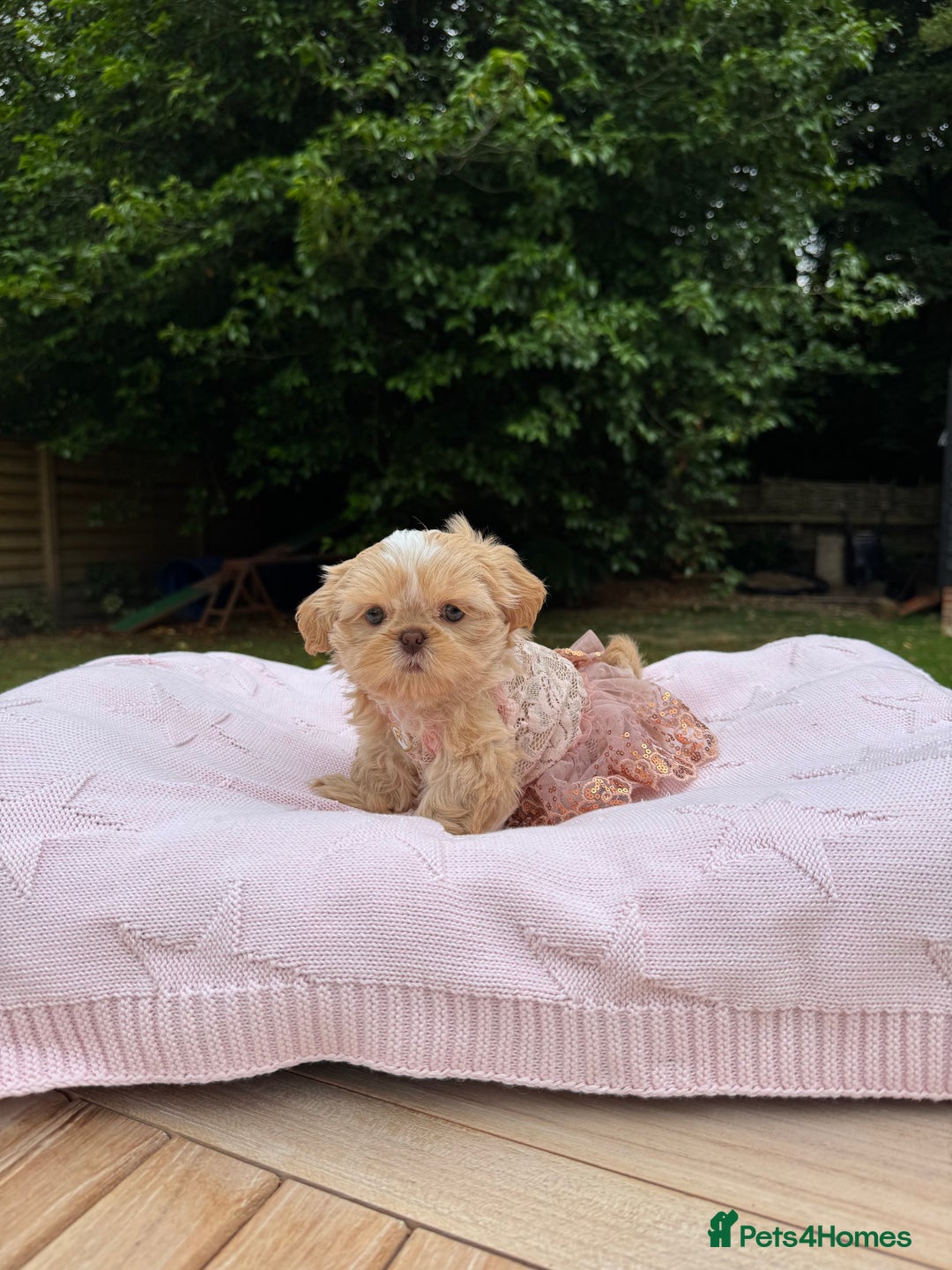 Shih Tzu dogs for sale: Stunning tiny imperial karashishi puppies - Image 11