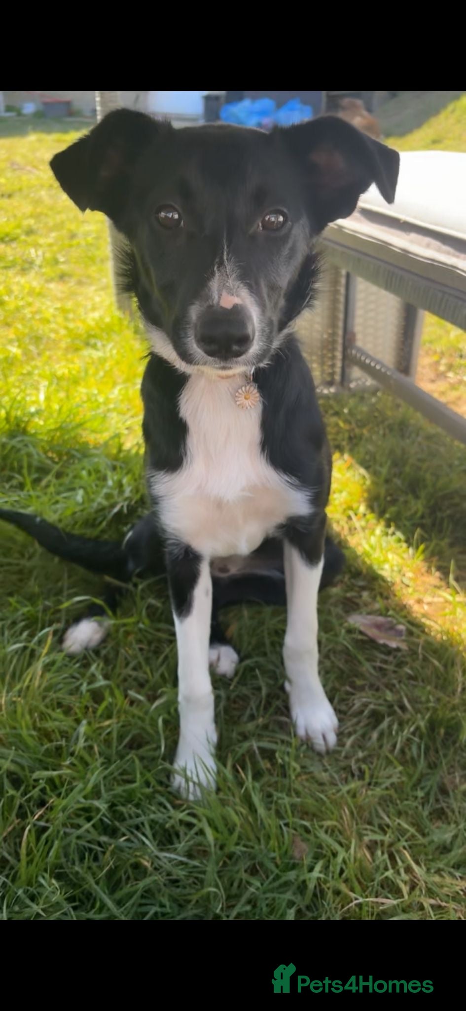 Border Collie dogs 7 month old girl full border collie  - Advert 1