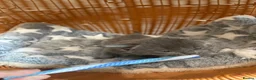 British Shorthair cats for sale: Beautiful BSH Scottish Fold & Straight Kittens - Advert 12