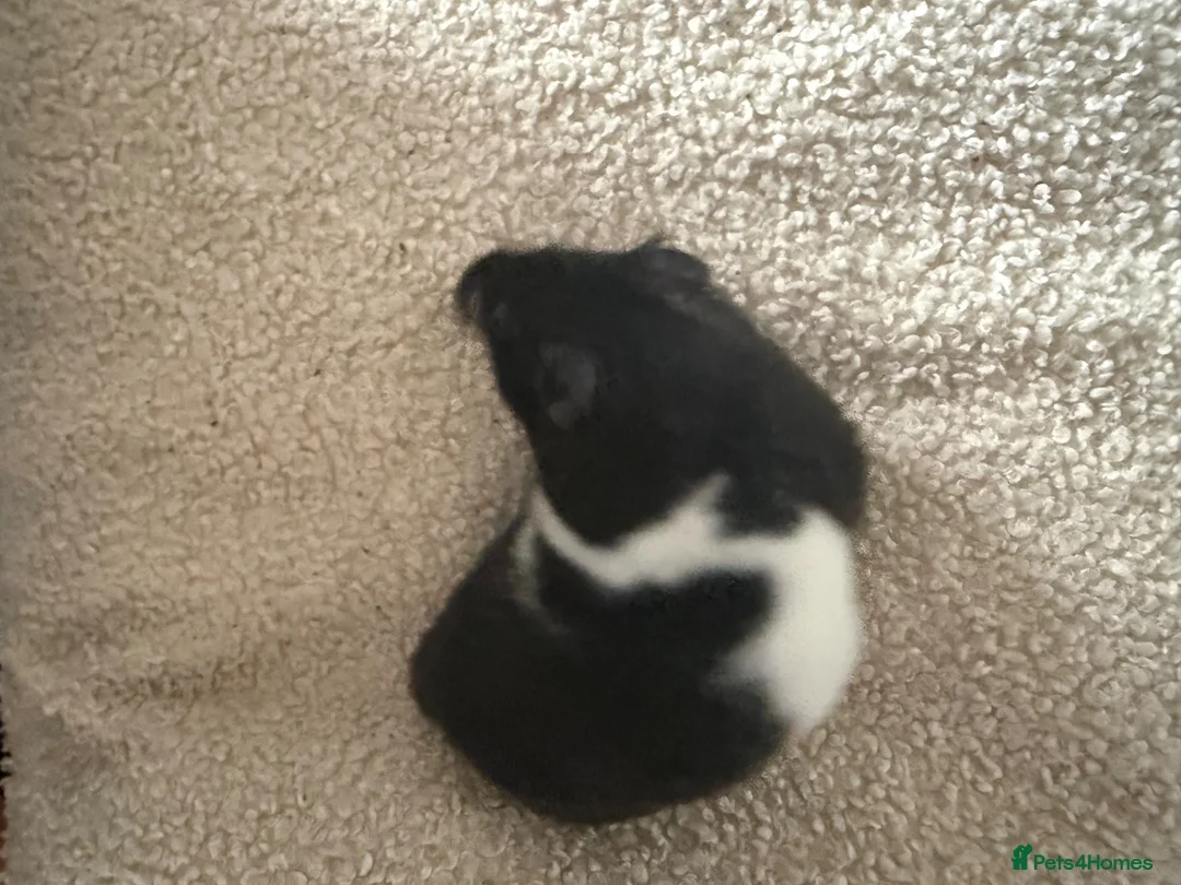 Hamster rodents for sale: Male Syrian hamster + bucatstate cage - Advert 6