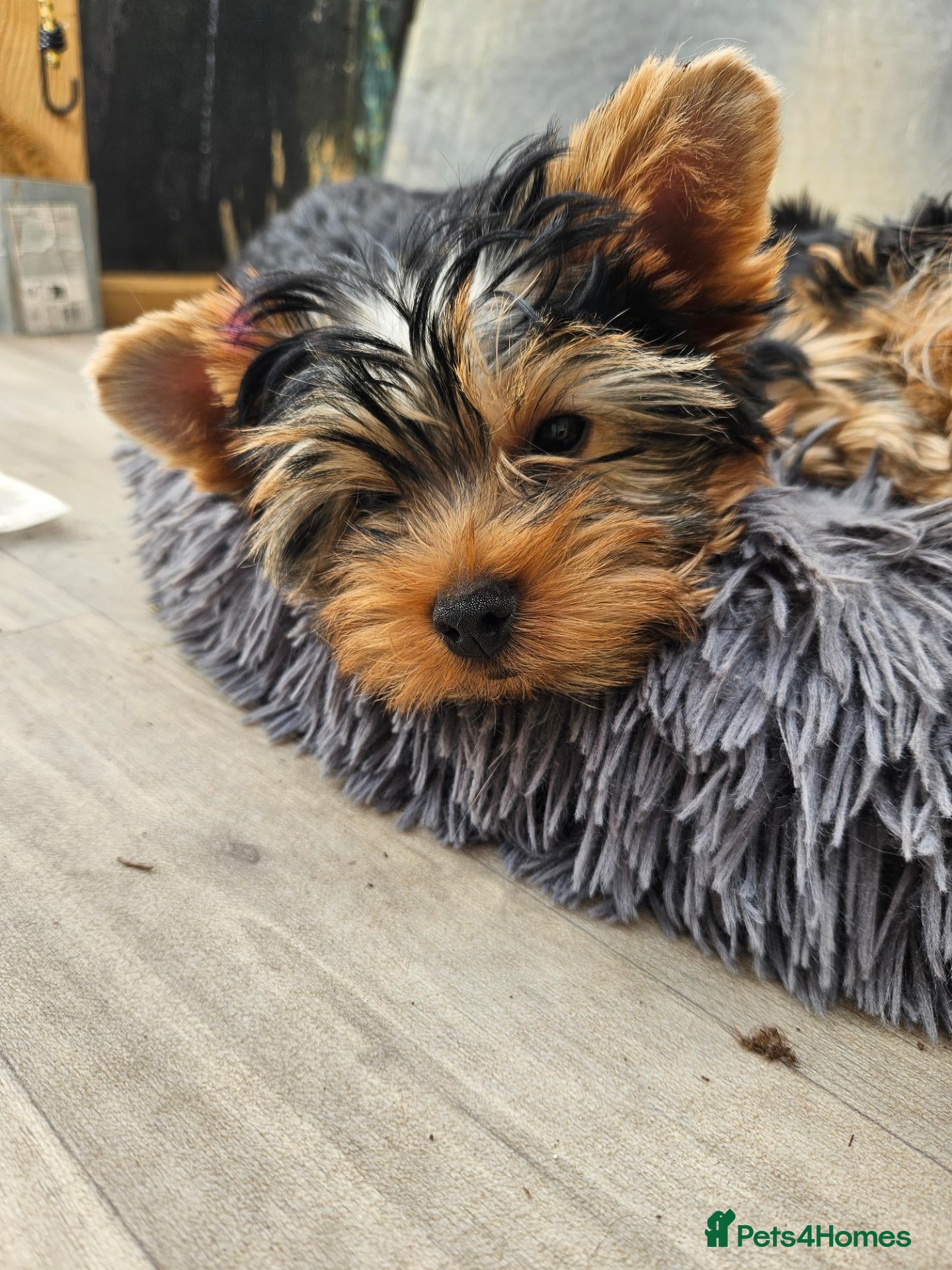 Yorkshire Terrier dogs Pedigree Yorkshire Terrier Puppies,Show Winner Dad - Advert 4