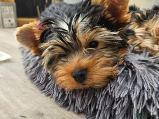 Yorkshire Terrier dogs Pedigree Yorkshire Terrier Puppies,Show Winner Dad - Advert 4