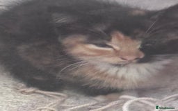 Mixed Breed cats for sale: cute kittens  - Image 21