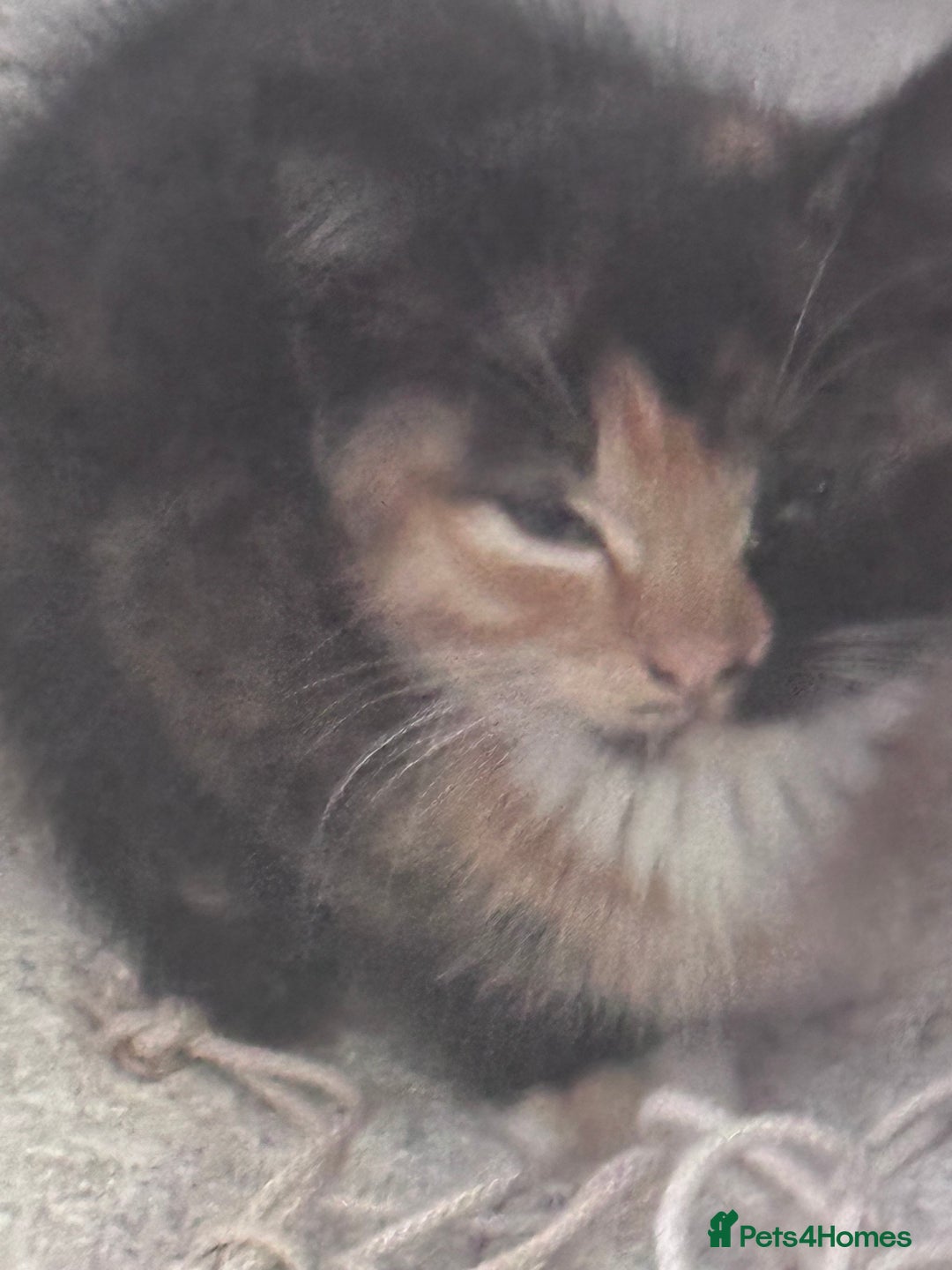 Mixed Breed cats for sale: cute kittens  - Image 21
