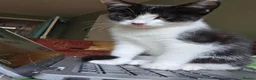 Mixed Breed cats for sale: Beautiful little boy  in Ilford - Advert 3