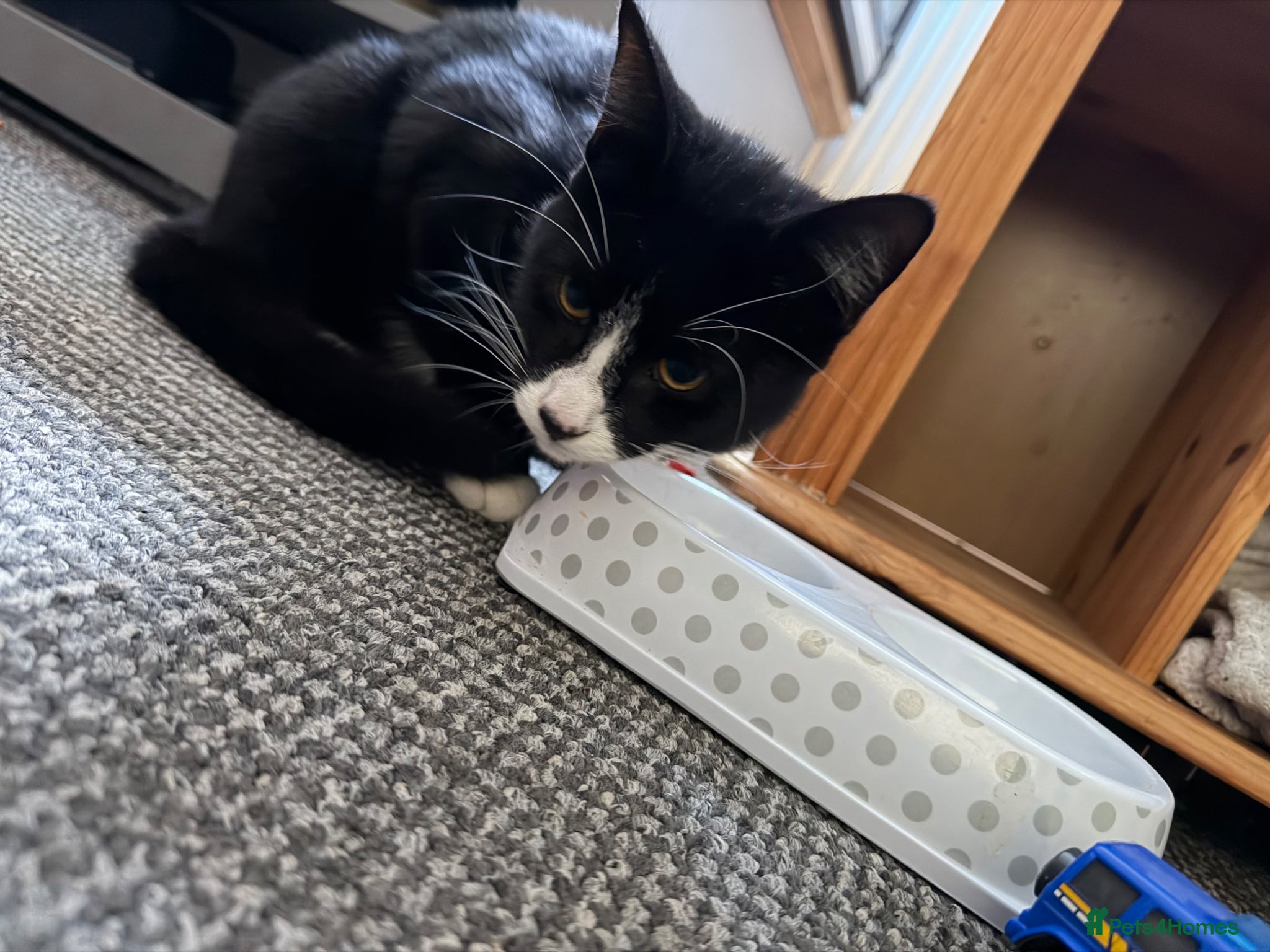 Mixed Breed cats Black and white cat - Advert 1