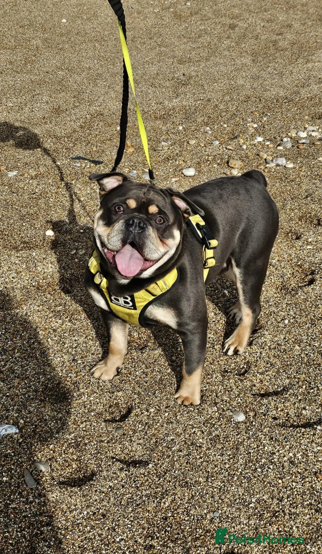Mixed Breed dogs for sale: Bulldog x french bulldog  in Dartmouth - Advert 3