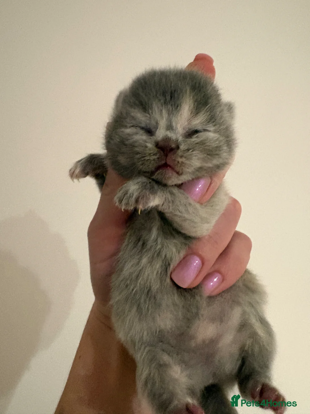 British Shorthair cats for sale: British Shorthair Kittens Available TICA 😻😻😻 - Advert 2