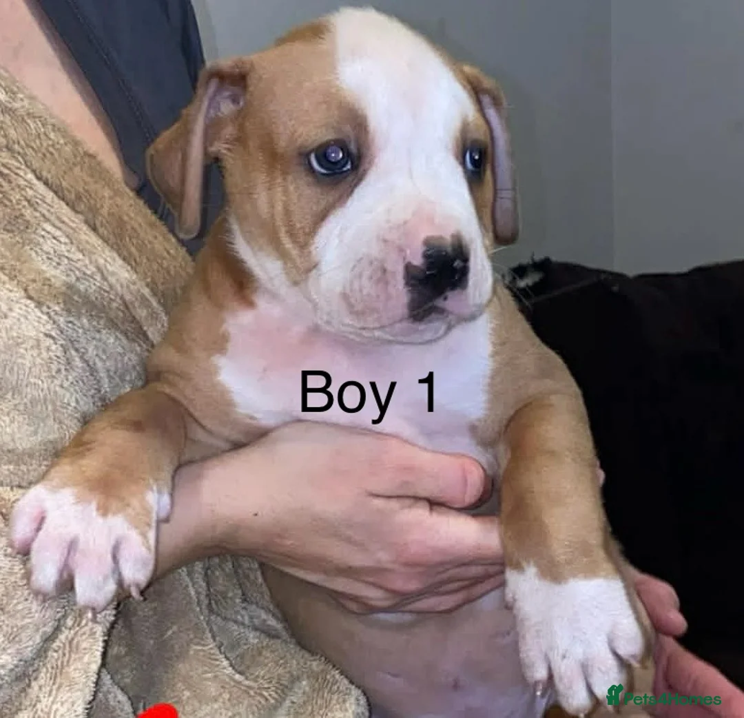 American Bulldog dogs for sale: American bulldog puppies - Advert 3