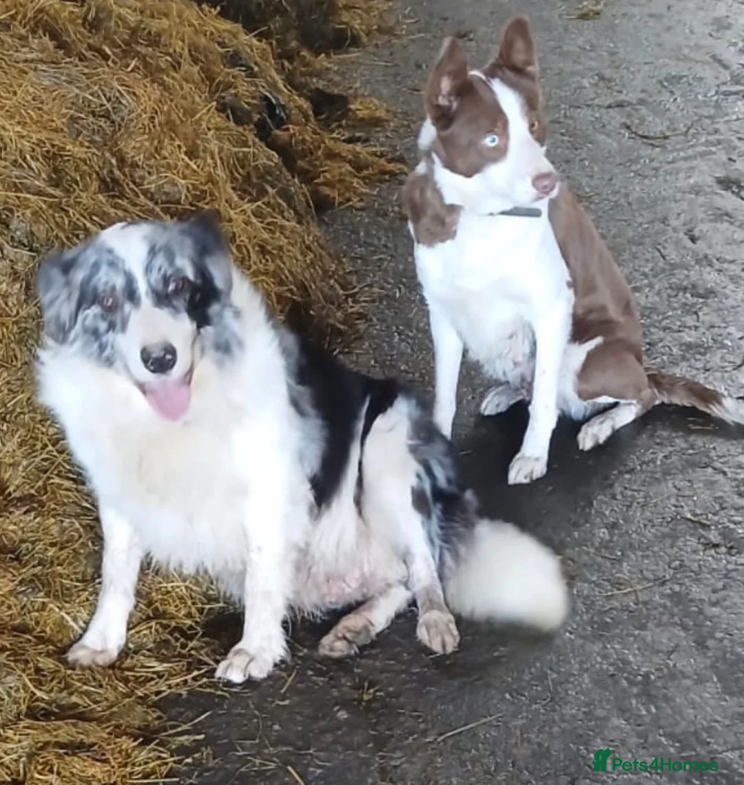 Border Collie dogs for sale: Excellent Border Collie Puppies  in Buxton - Advert 16
