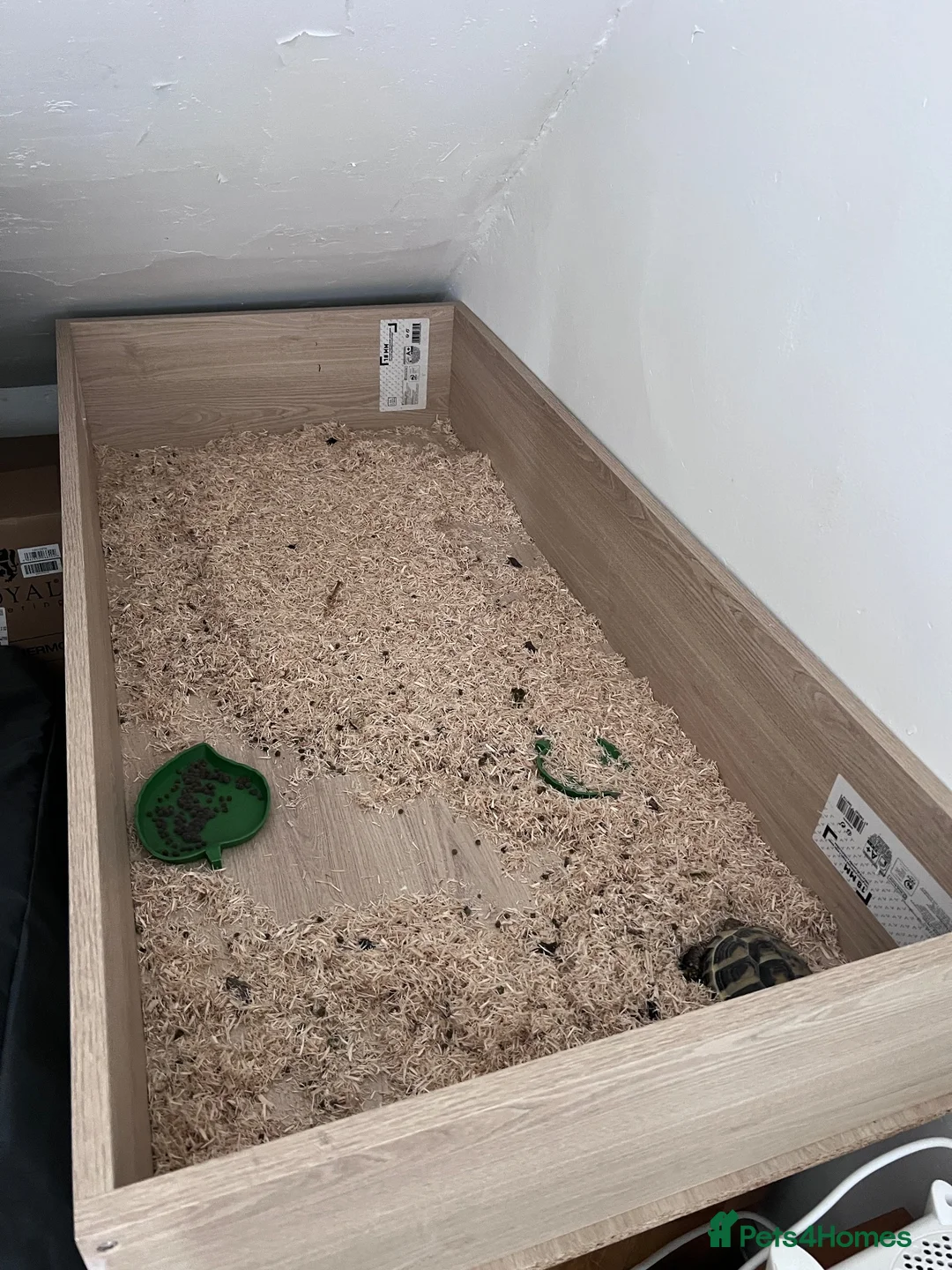 Hermann Tortoise reptiles for sale: Bubbles the Tortoise  - Advert 2