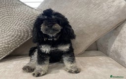 Toy Poodle dogs for sale: Waiting list for Kc toy poodles health tested - Image 3