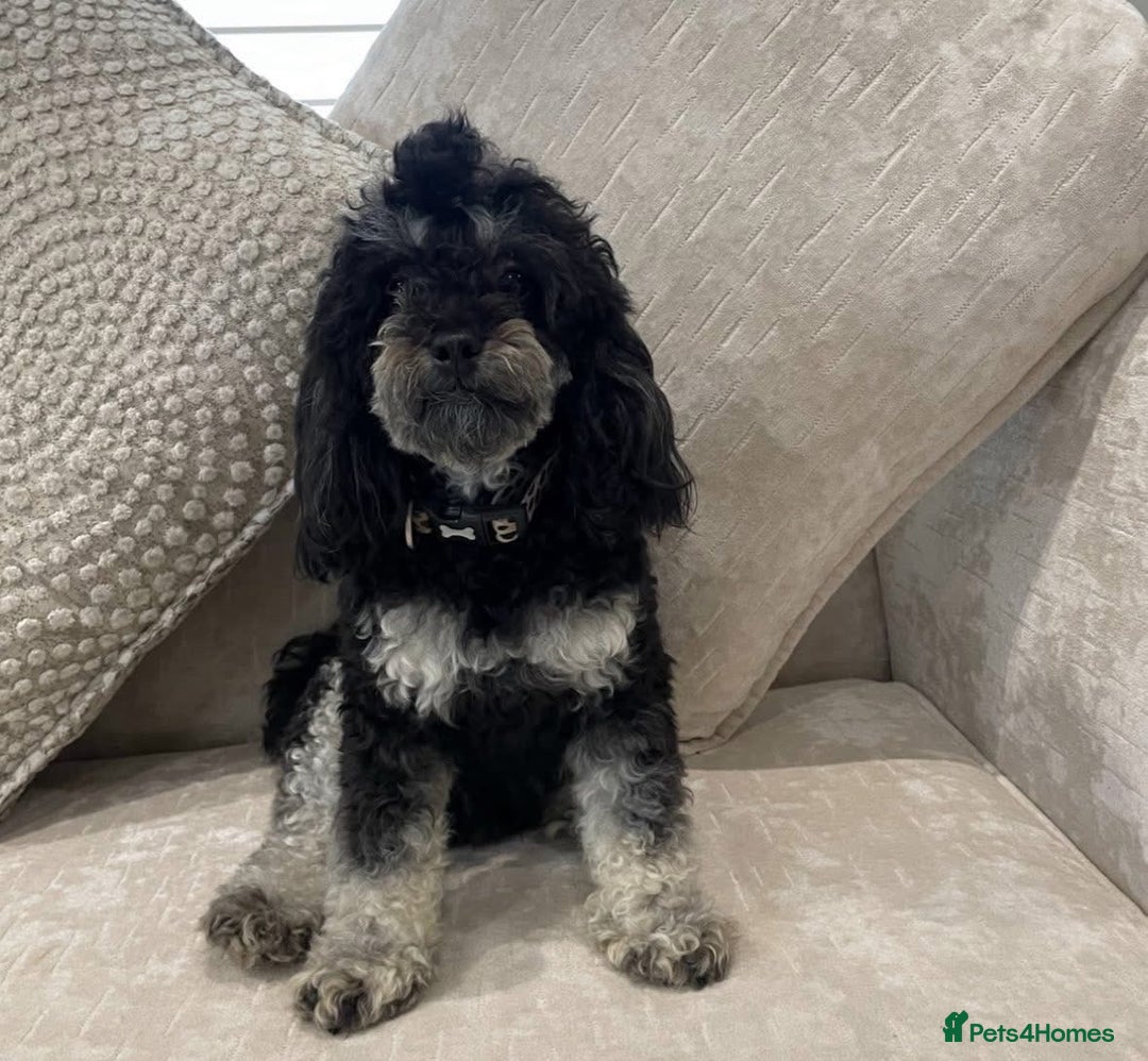 Toy Poodle dogs for sale: Waiting list for Kc toy poodles health tested - Image 3
