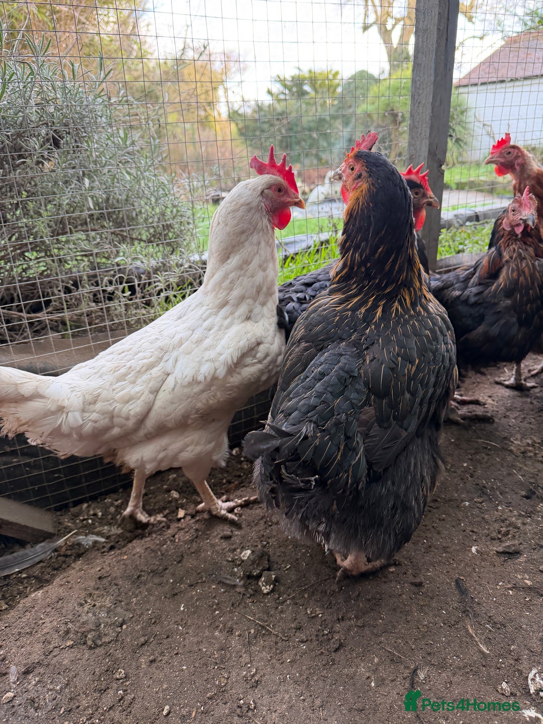 Chickens poultry for sale: 12 Chickens still laying  - Advert 8