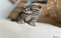 British Shorthair cats for sale: 4 kittens  - Image 4