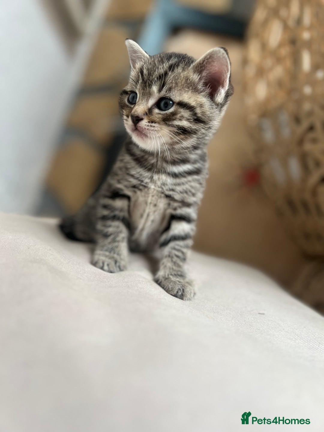 British Shorthair cats for sale: 4 kittens  - Image 4