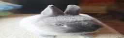 Netherland Dwarf rabbits for sale: Siamese smoke netherland dwarf  - Advert 6