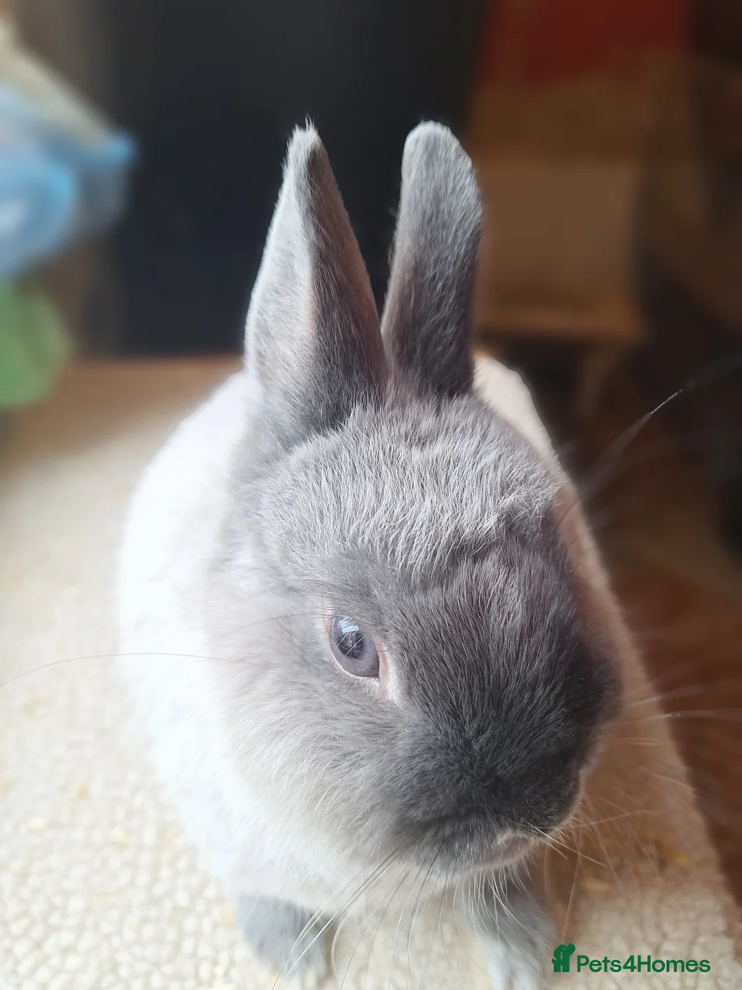 Netherland Dwarf rabbits for sale: Siamese smoke netherland dwarf  - Advert 6