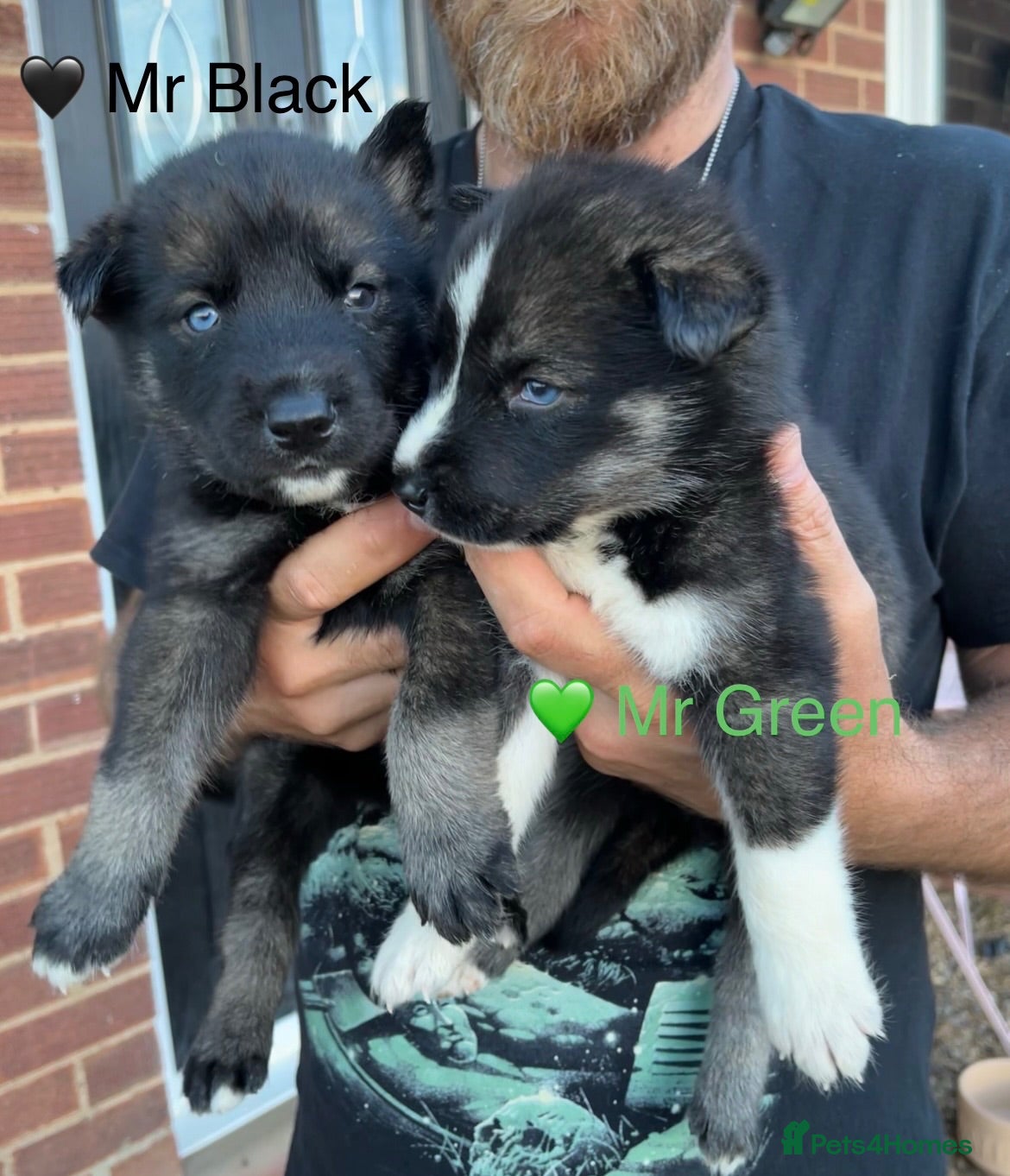 Siberian Husky dogs Outstanding KC Registered Puppies - Advert 3