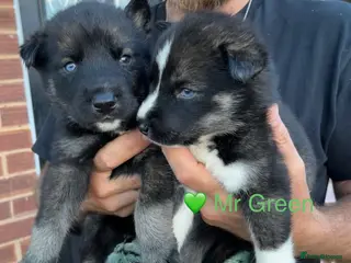 Siberian Husky dogs Outstanding KC Registered Puppies - Advert 3