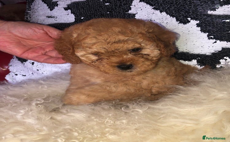 Cavapoo dogs - Advert 1