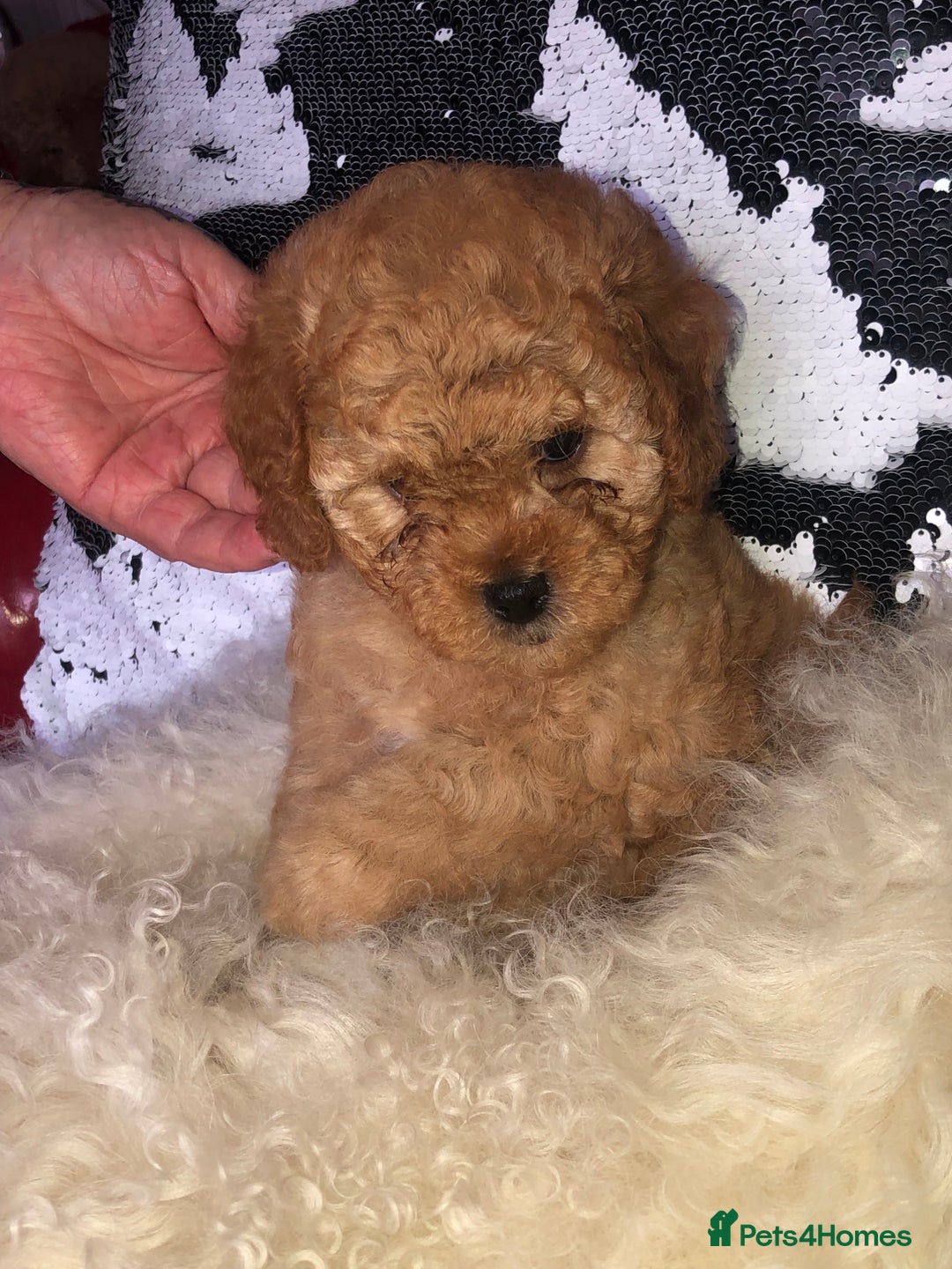 Cavapoo dogs for sale: STUNNING F1b cavapoos READY NOW  - Image 1